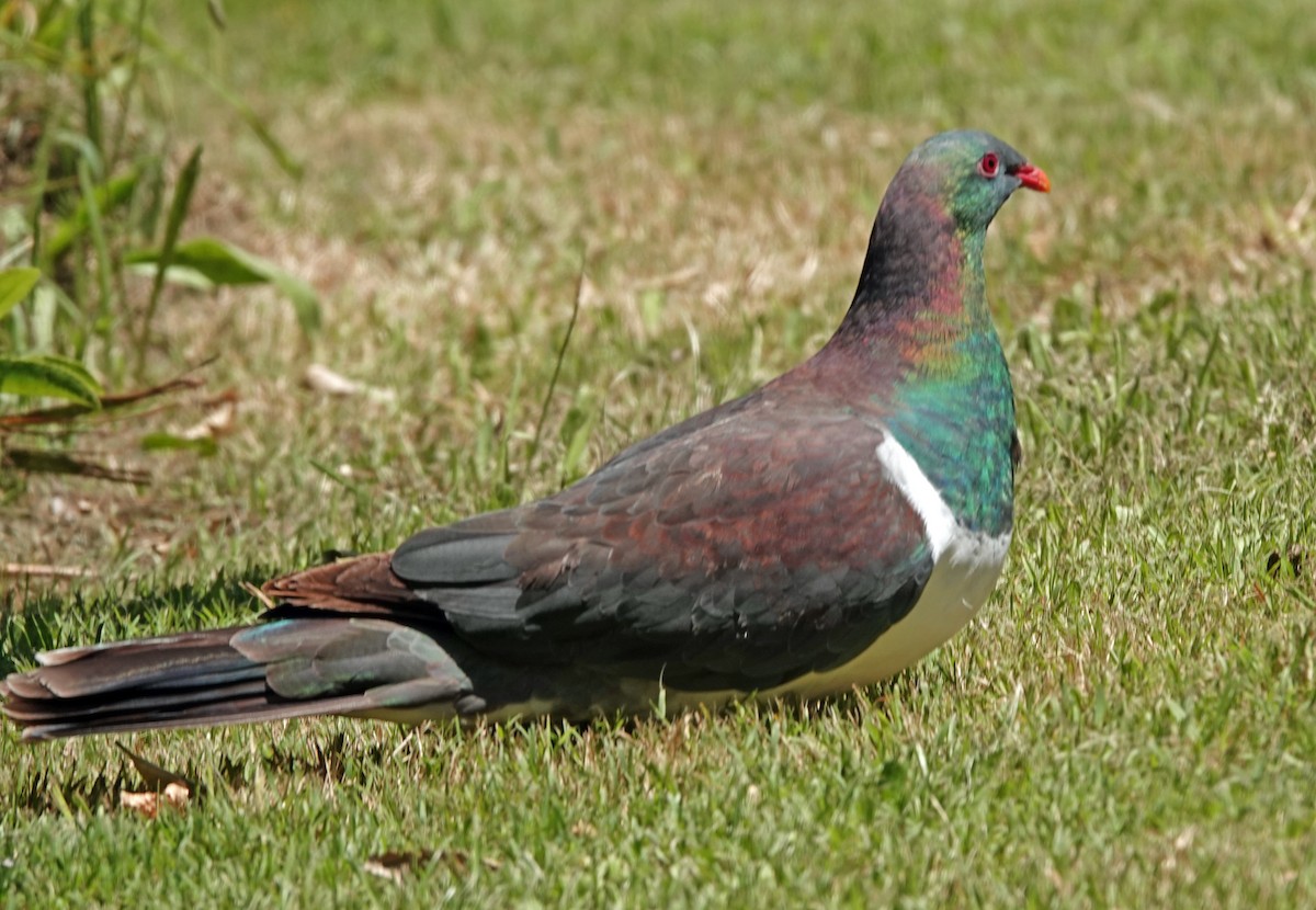 Paloma Maorí - ML646338826