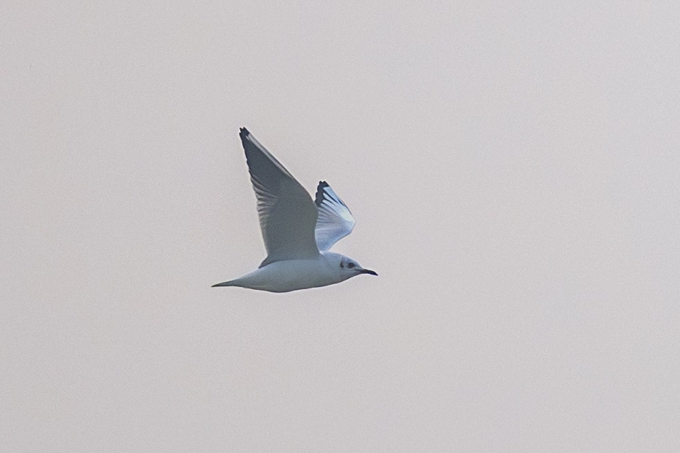 Gaviota Reidora - ML646338830