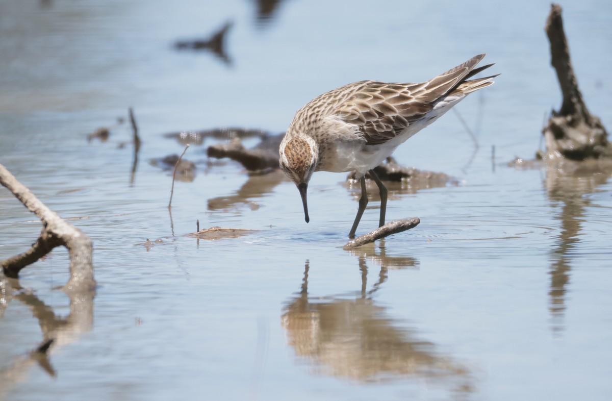 Correlimos Acuminado - ML646338831