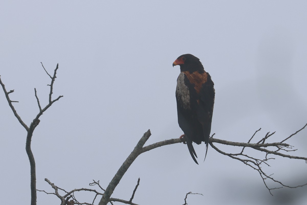 Águila Volatinera - ML646338832