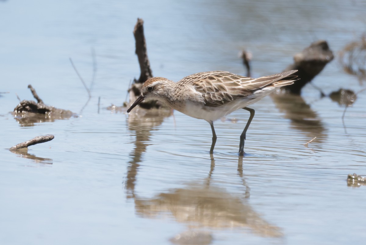 Correlimos Acuminado - ML646338833