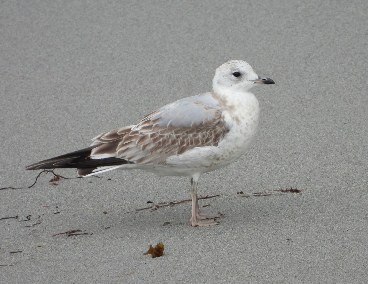 Gaviota Cana - ML646338840