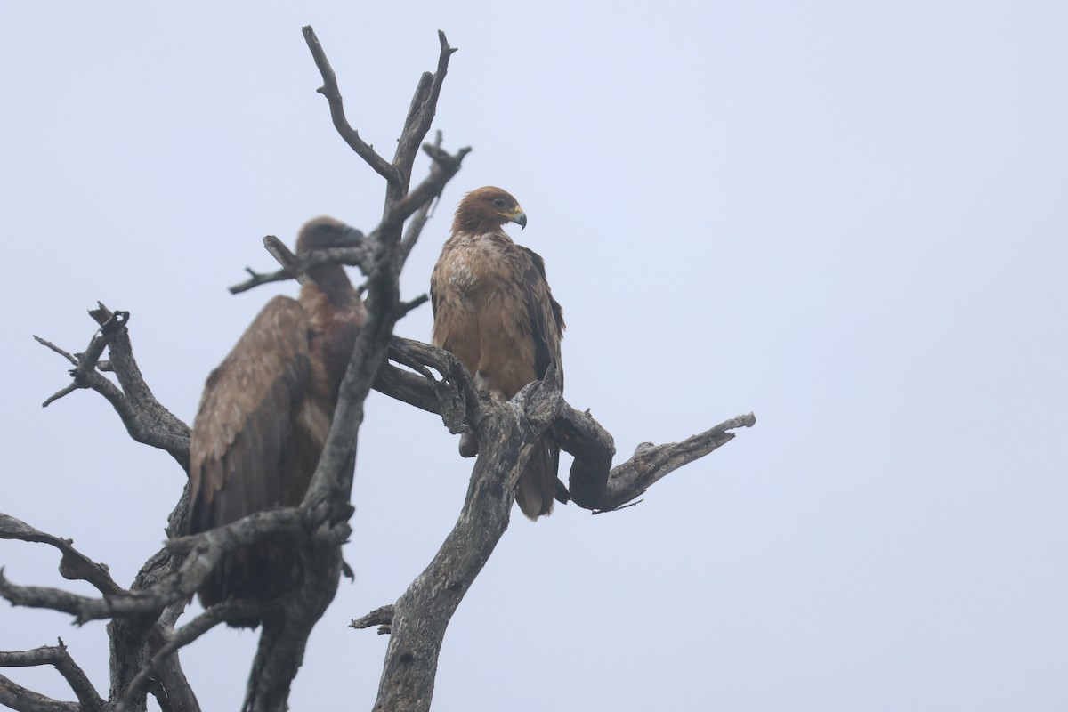 Águila Rapaz - ML646338841