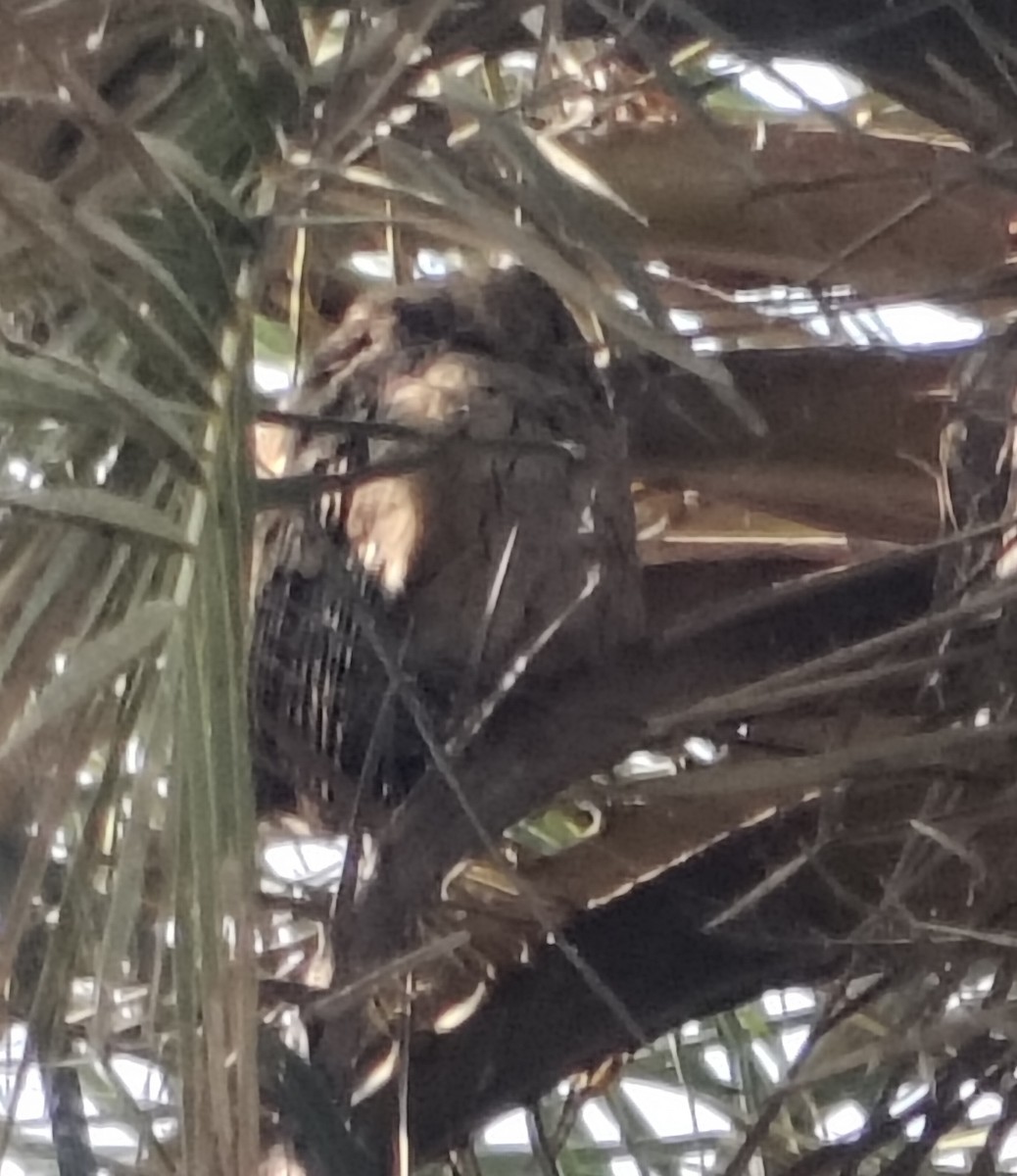 Autillo Indio - ML646338842