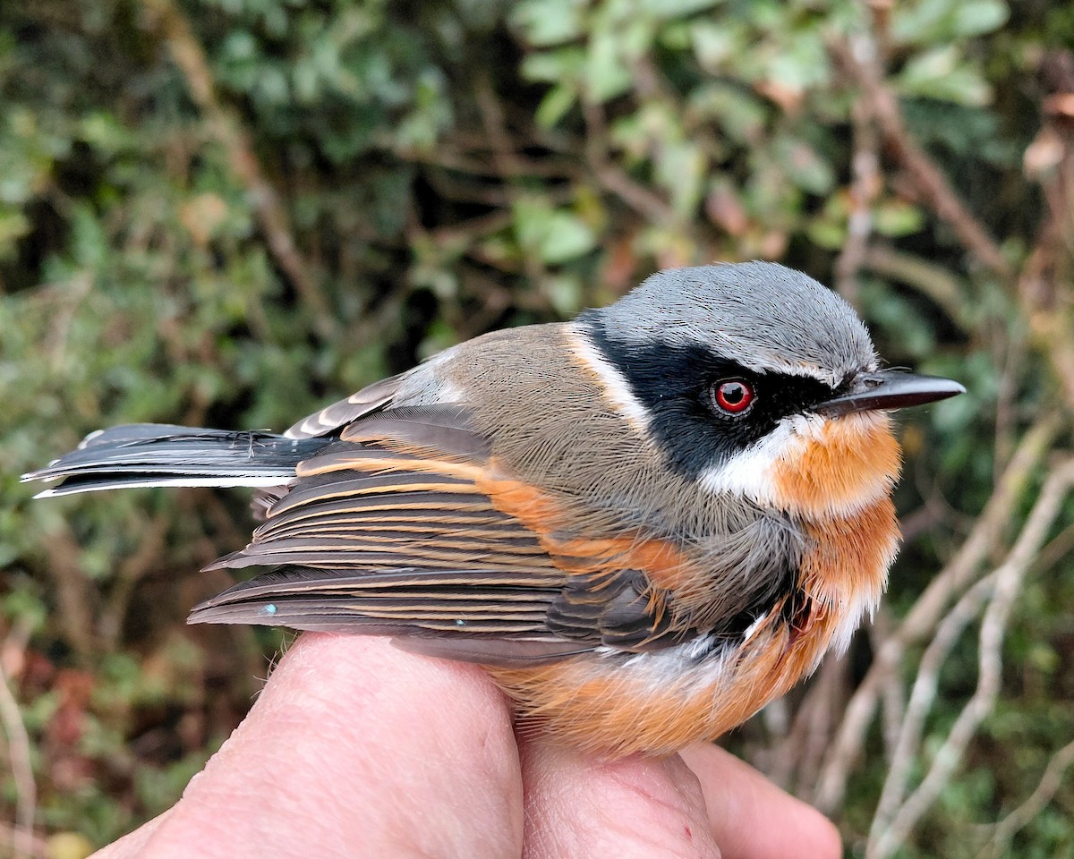 Batis de El Cabo (grupo erythrophthalma) - ML646338843