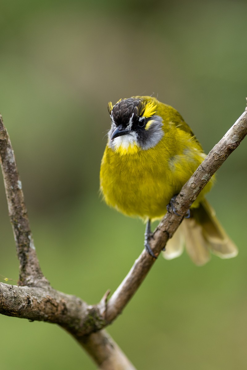 Yellow-eared Bulbul - ML646338847