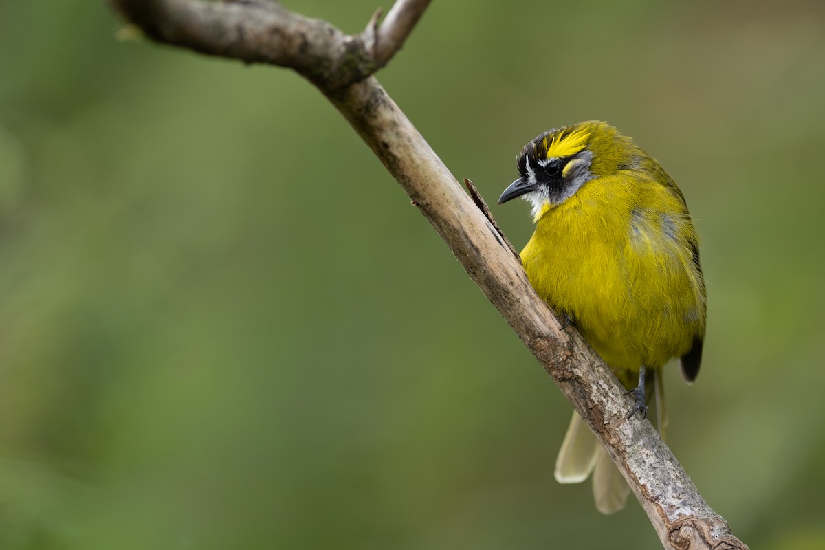 Yellow-eared Bulbul - ML646338848