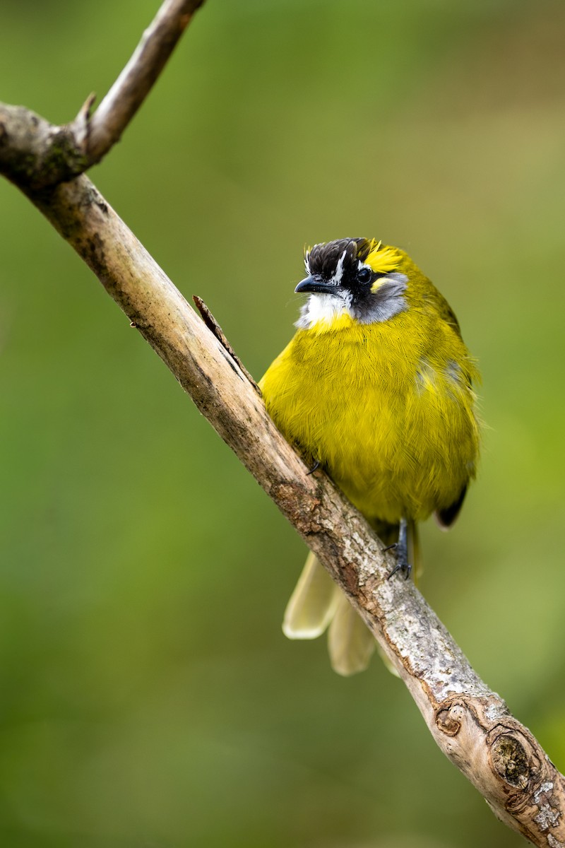 Yellow-eared Bulbul - ML646338849