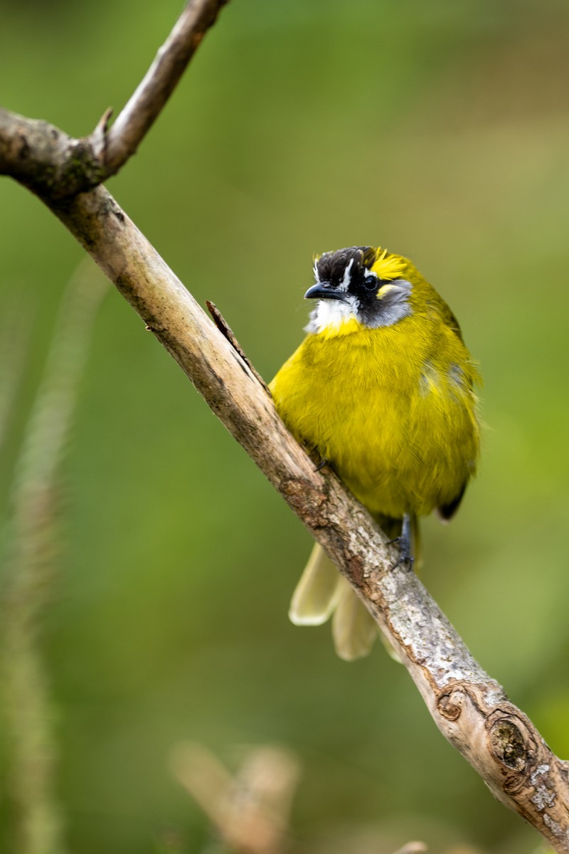 Yellow-eared Bulbul - ML646338850
