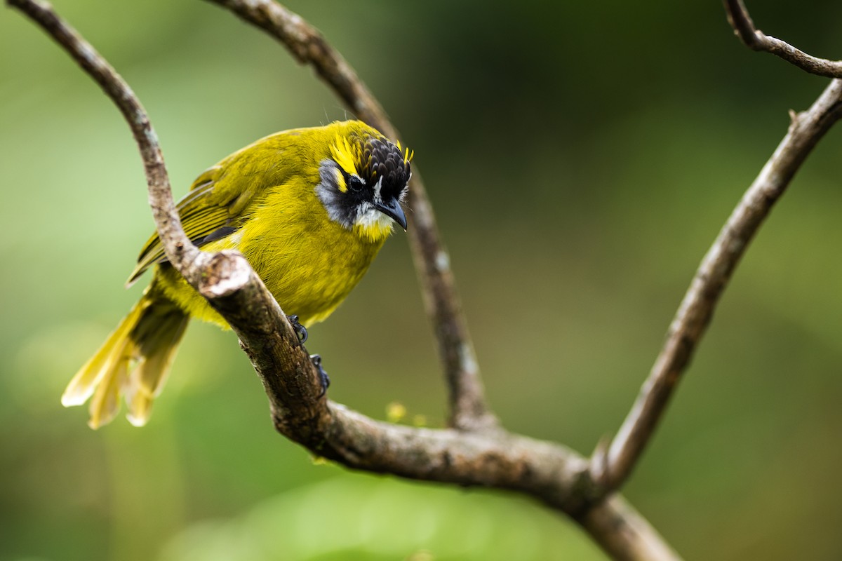 Yellow-eared Bulbul - ML646338851