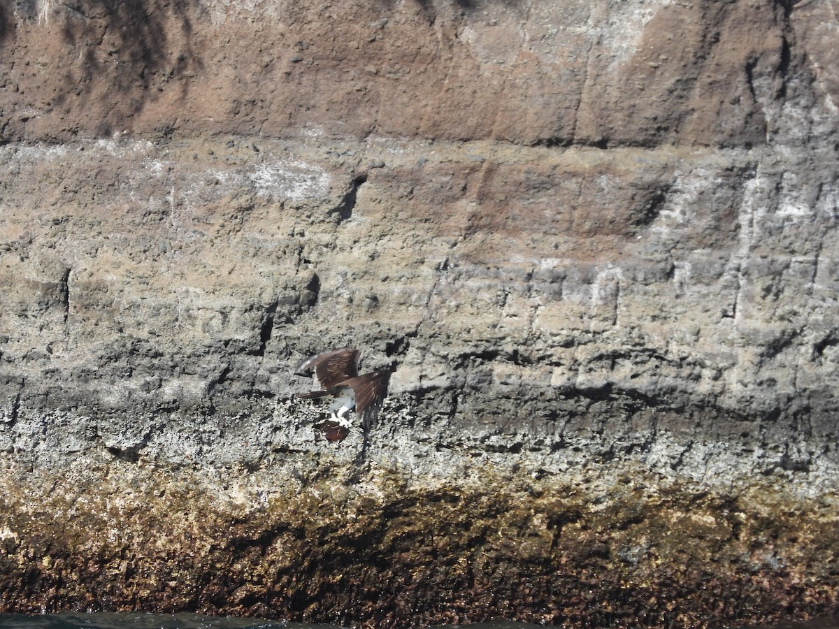 Osprey - ML646338857