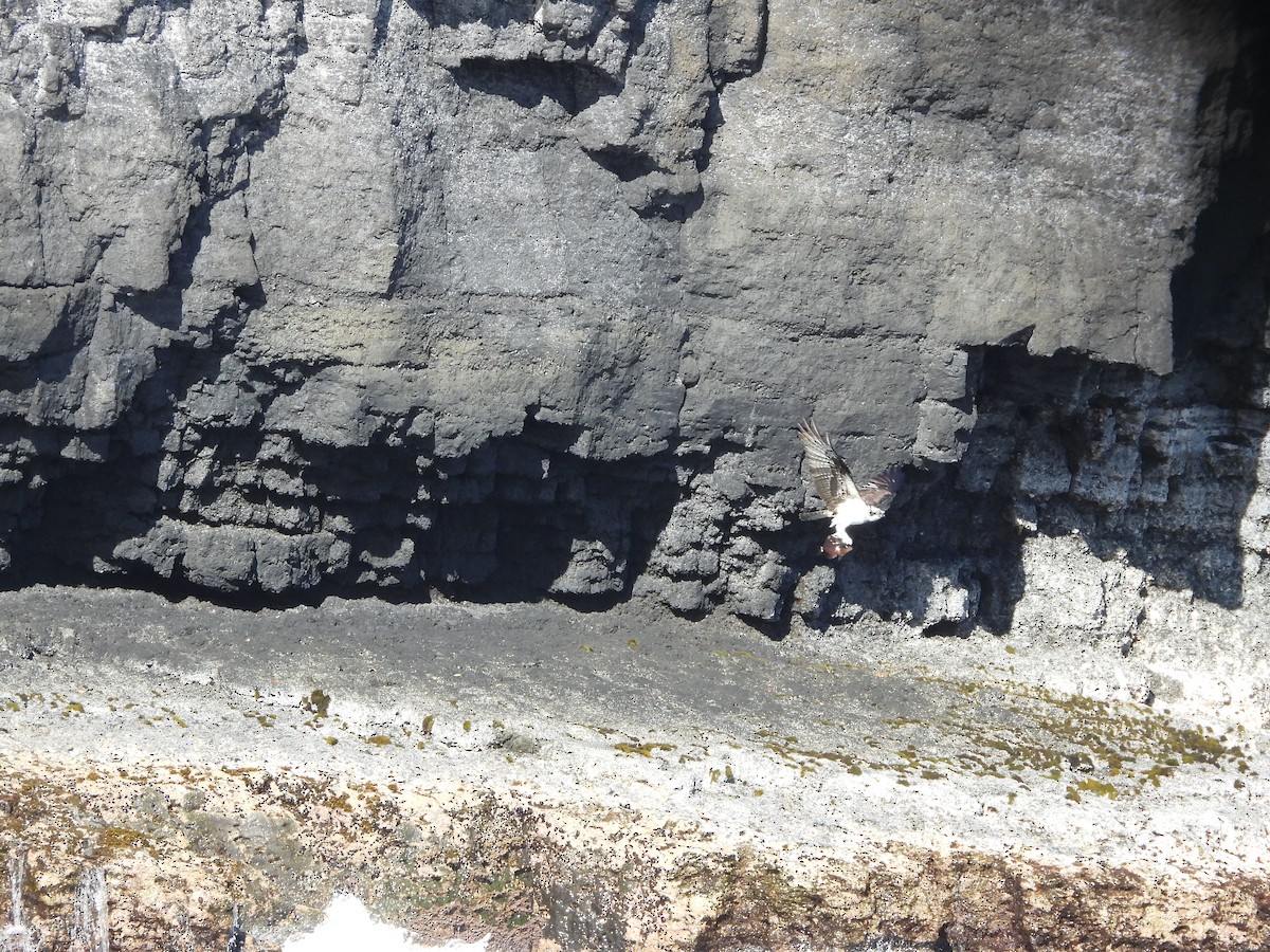 Osprey - ML646338858