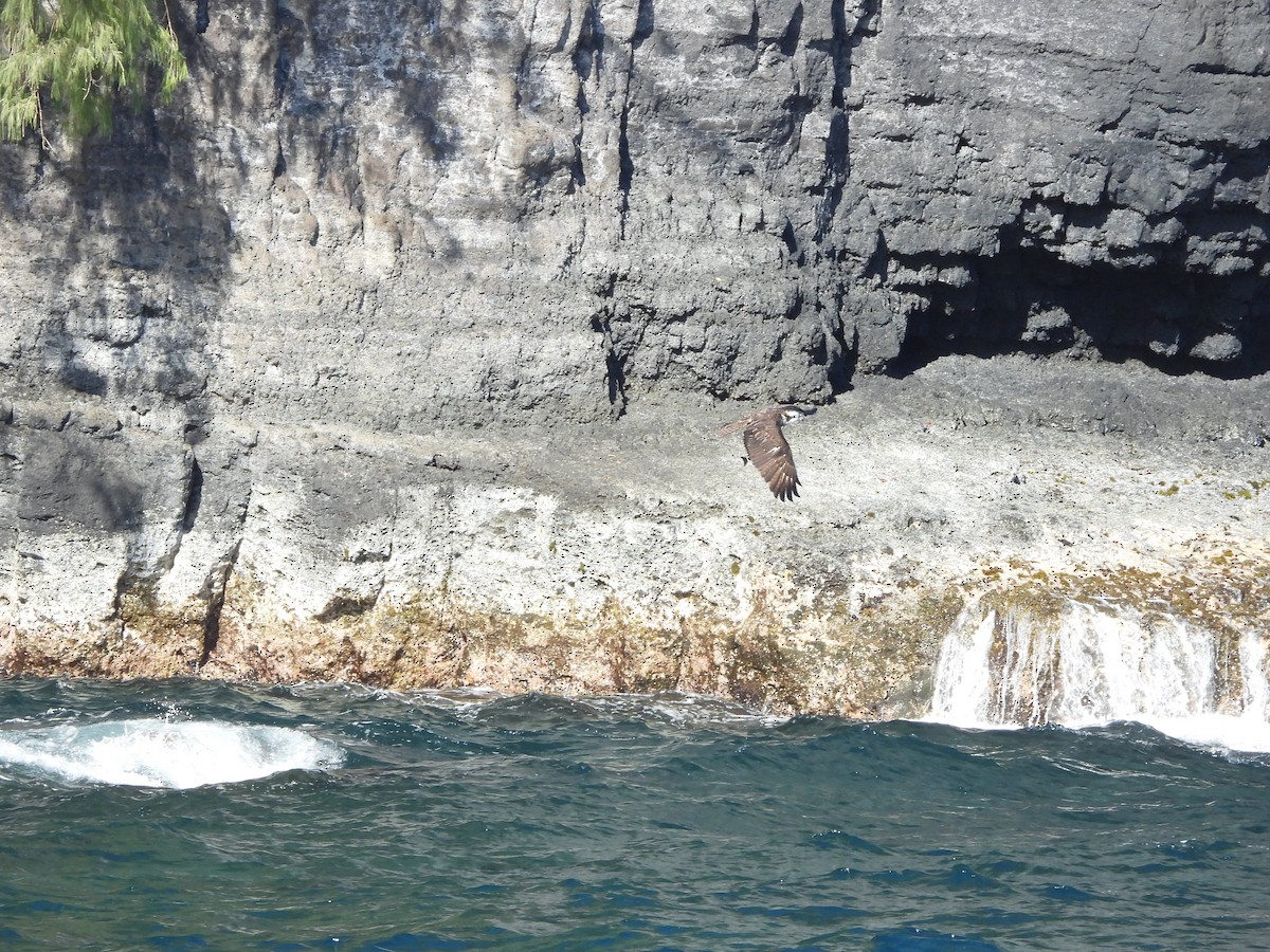 Osprey - ML646338859