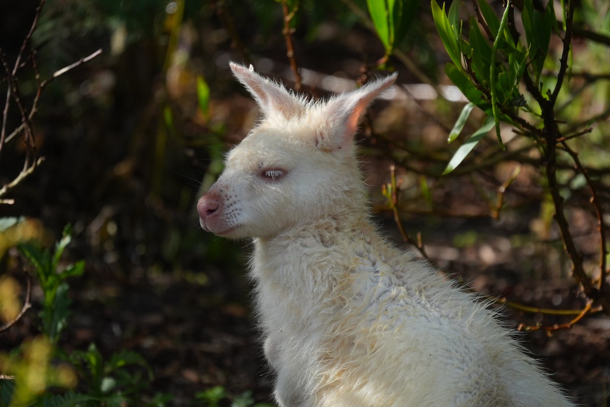 Animals - ML646338860