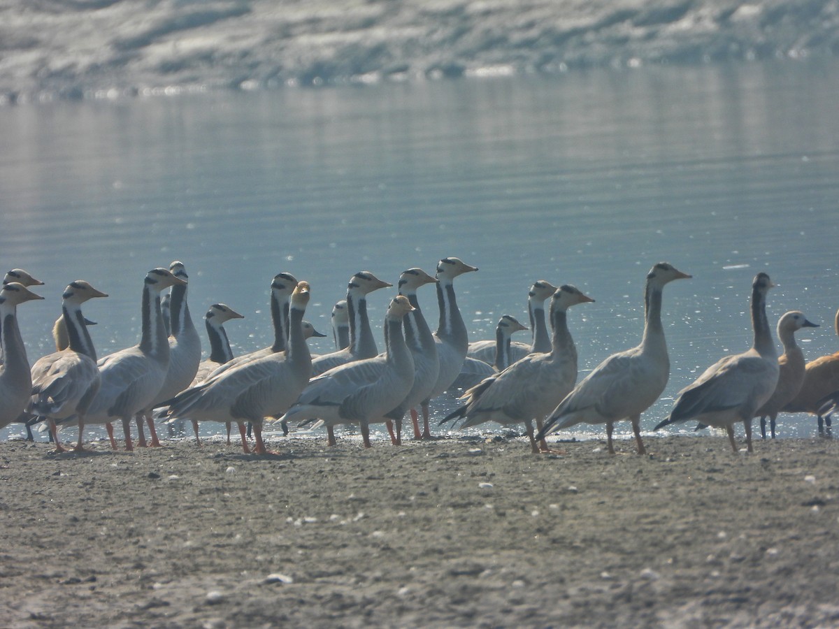 インドガン - ML646338864