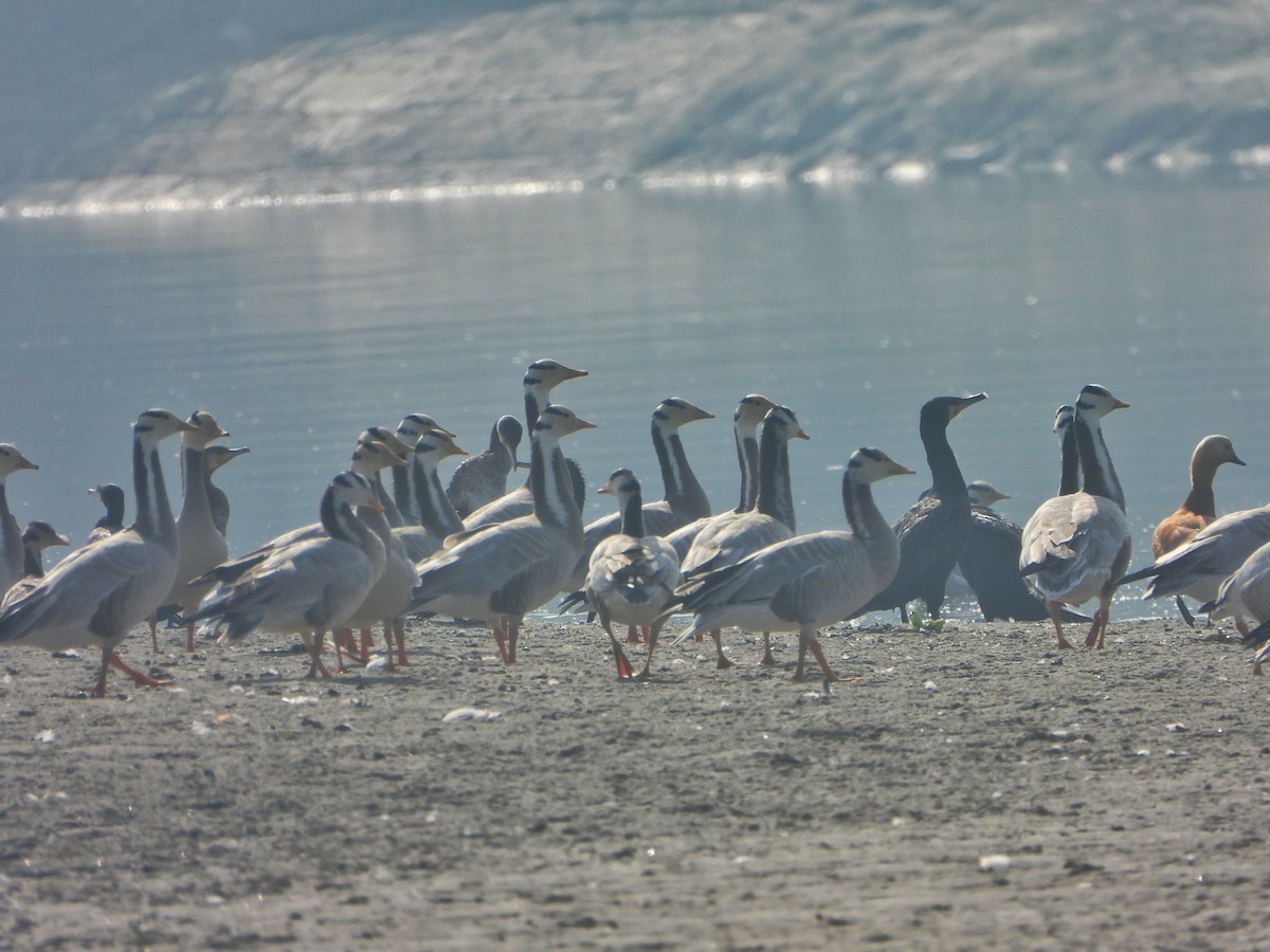 インドガン - ML646338865