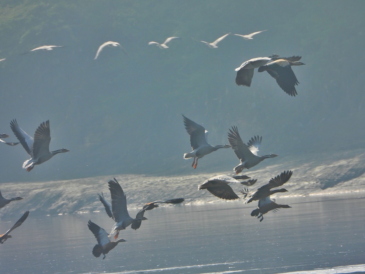 インドガン - ML646338866