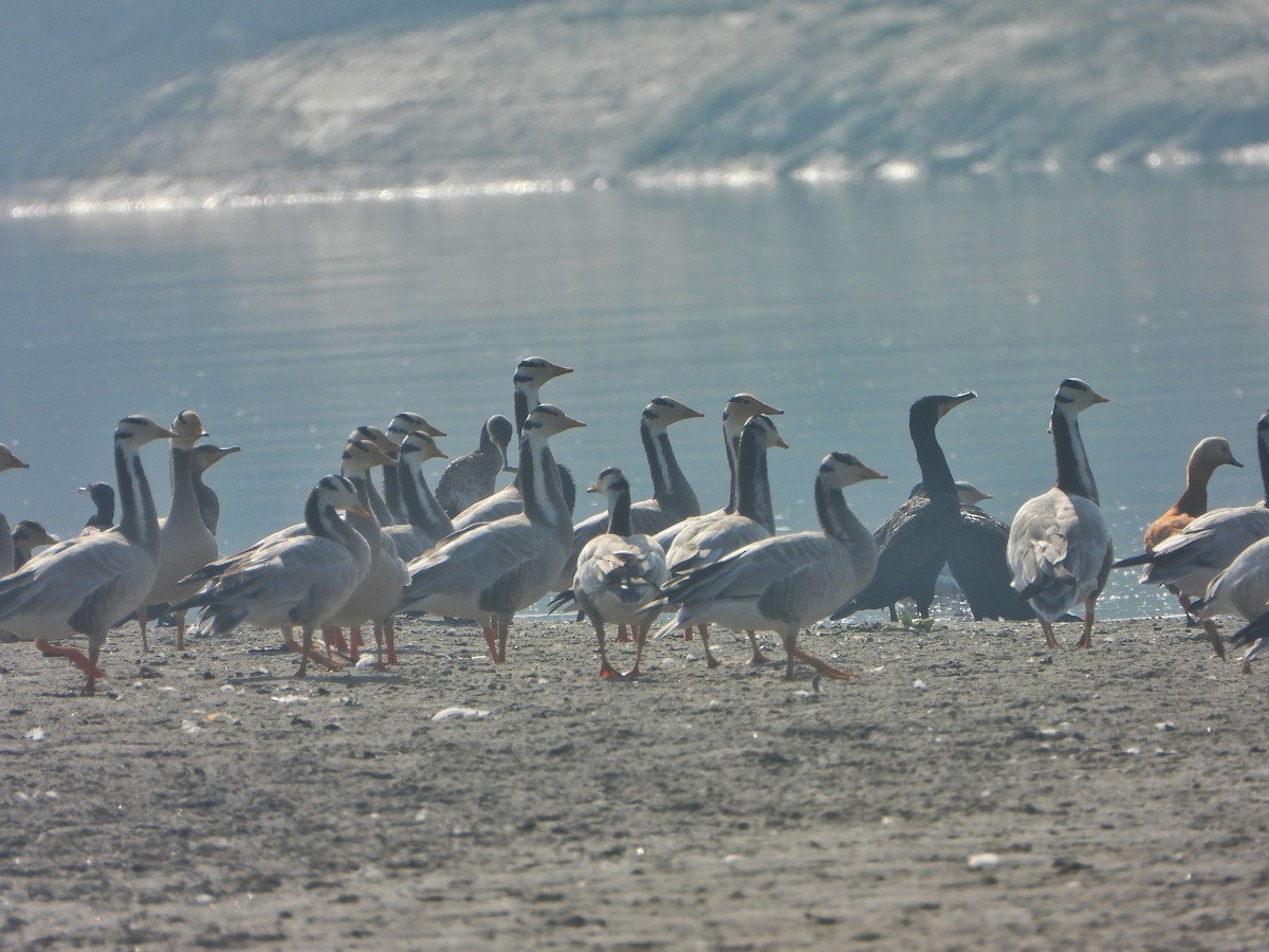 インドガン - ML646338867