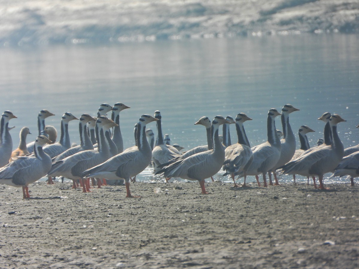 インドガン - ML646338869