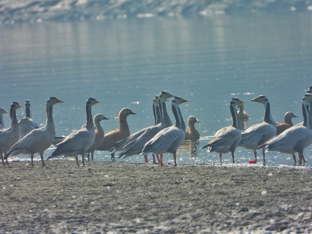 インドガン - ML646338870