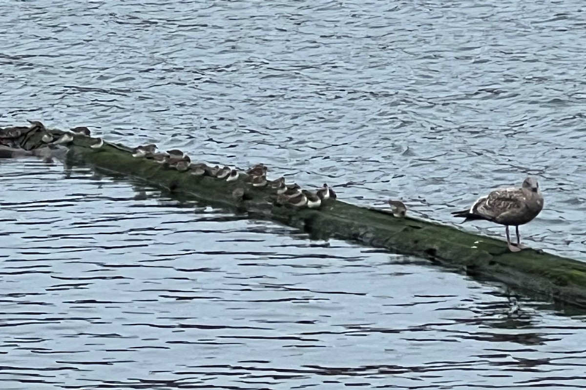 カモメ亜科 - ML646338871