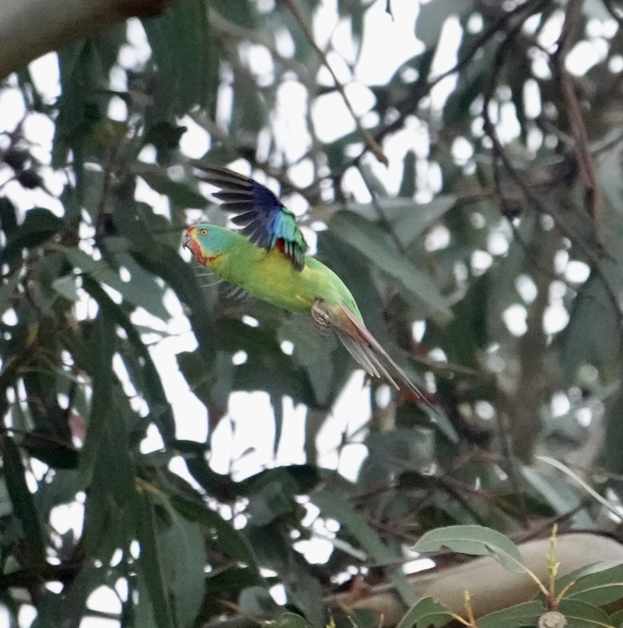 オトメインコ - ML646338872