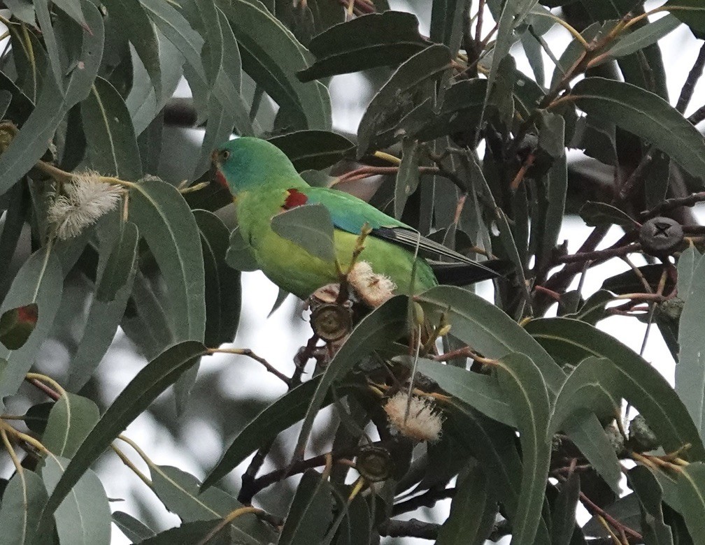 オトメインコ - ML646338873
