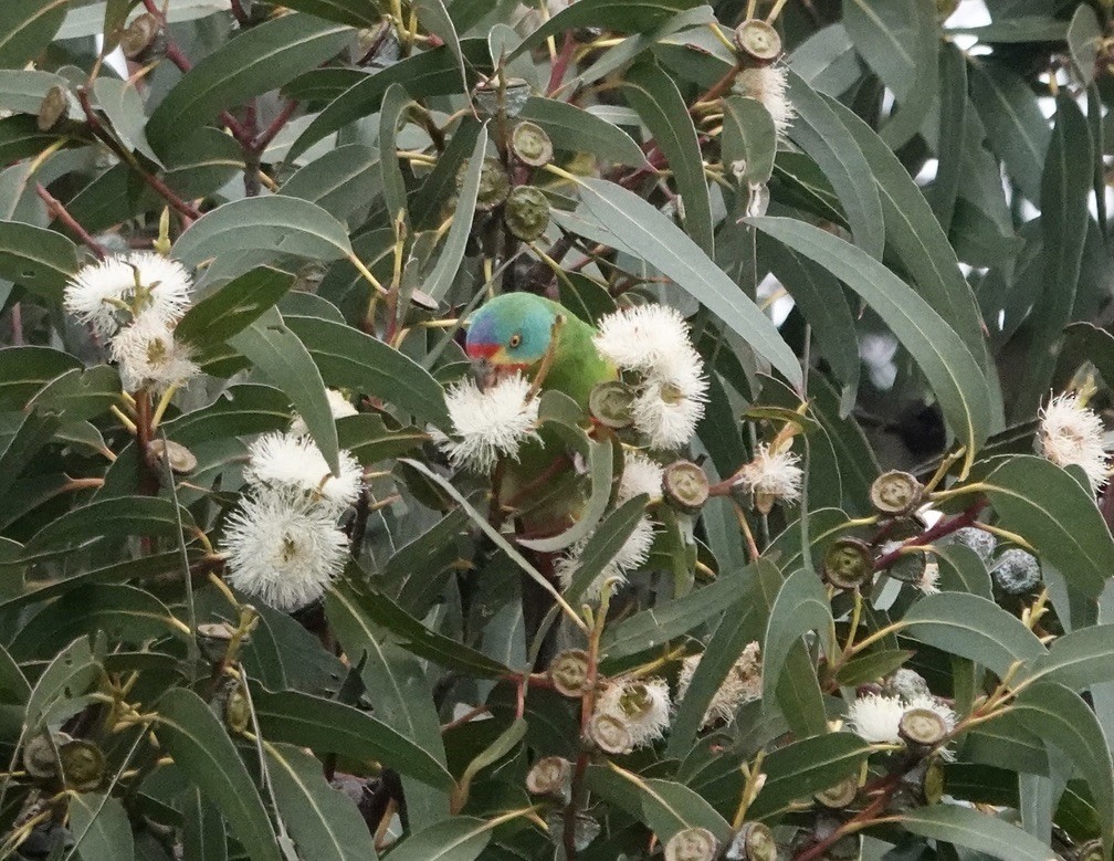 オトメインコ - ML646338875
