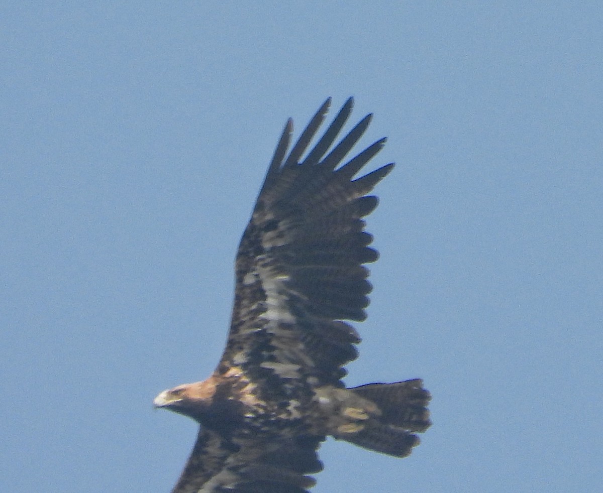 カタシロワシ - ML646338877