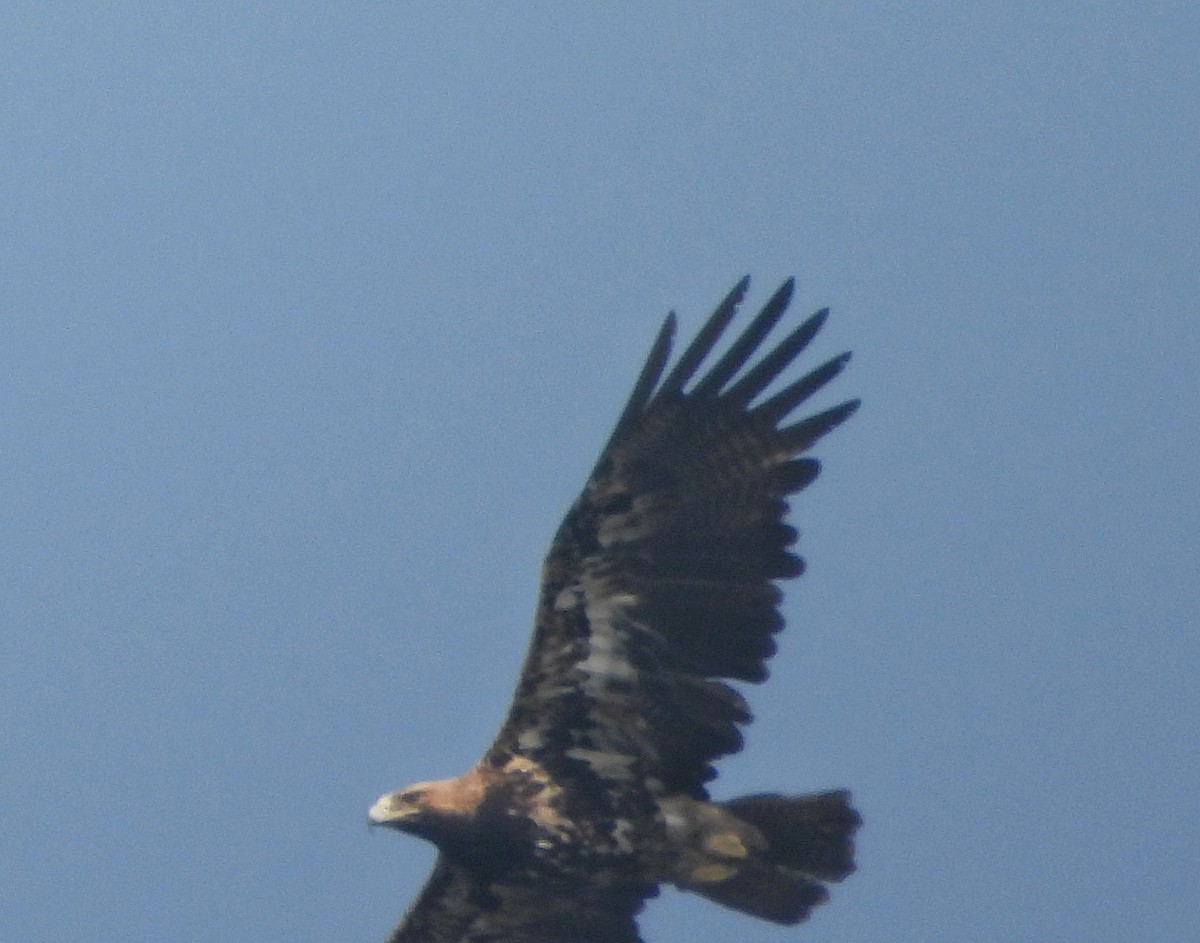 カタシロワシ - ML646338880