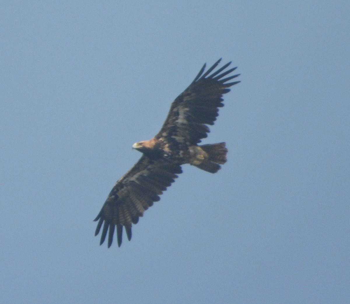 カタシロワシ - ML646338884