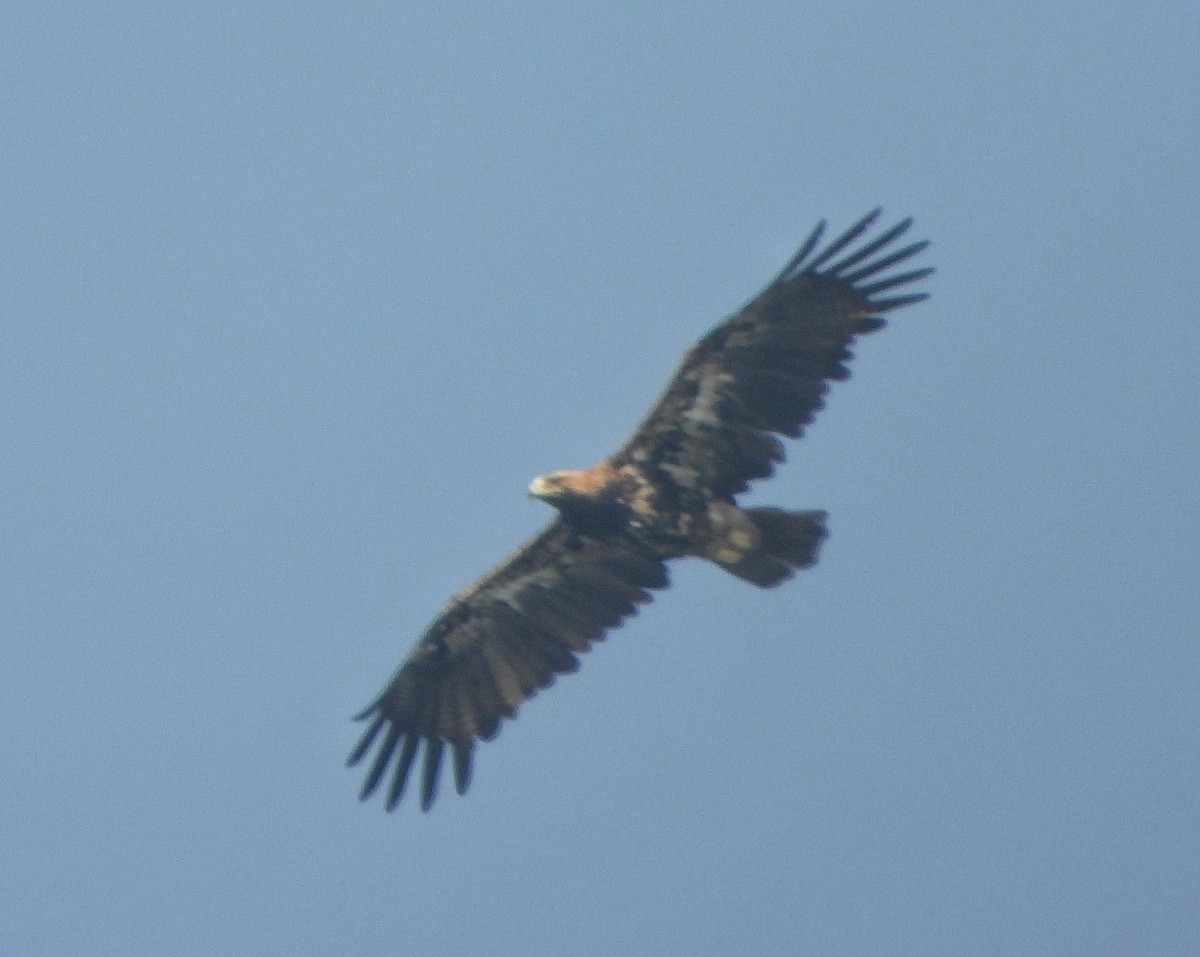 カタシロワシ - ML646338886