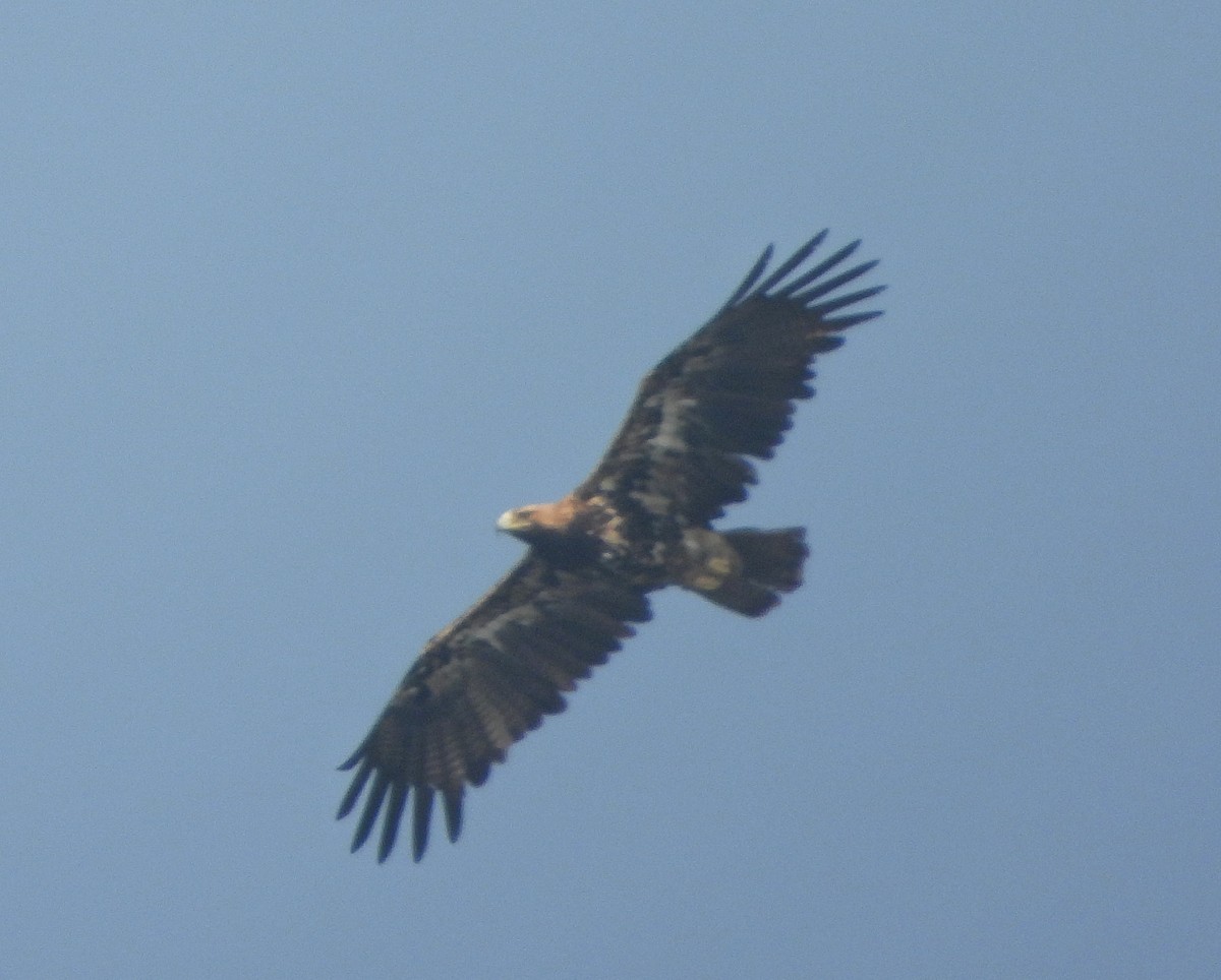 カタシロワシ - ML646338887