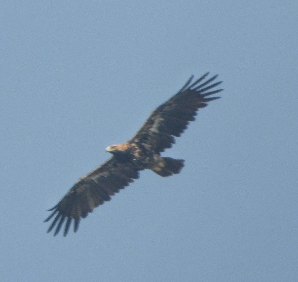 カタシロワシ - ML646338889