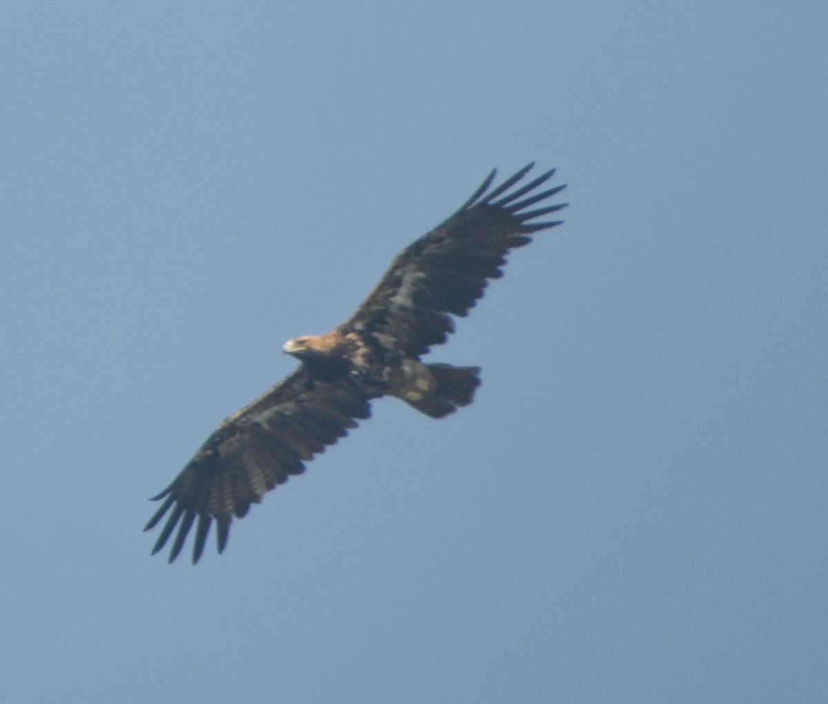 カタシロワシ - ML646338890