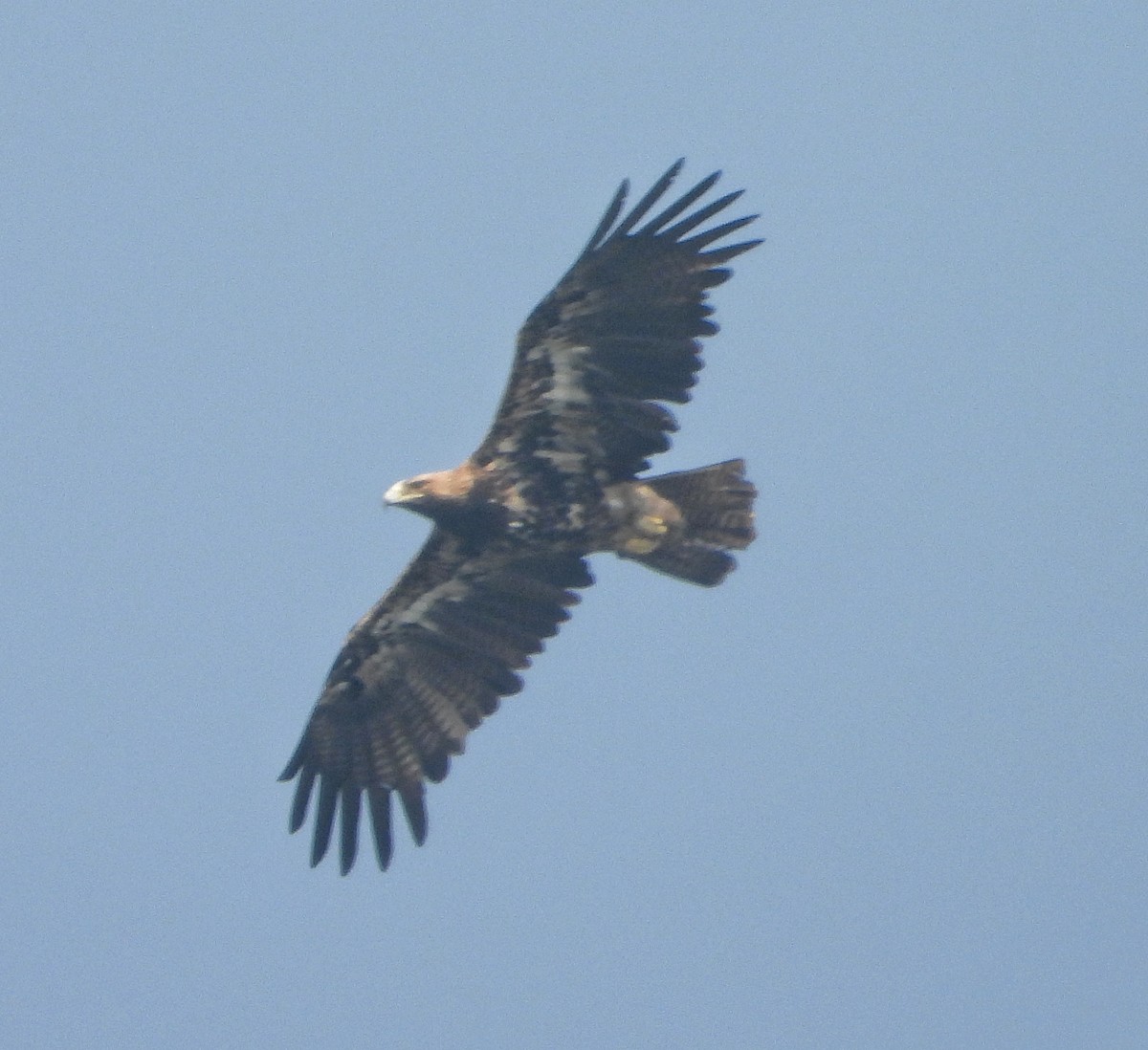 カタシロワシ - ML646338891