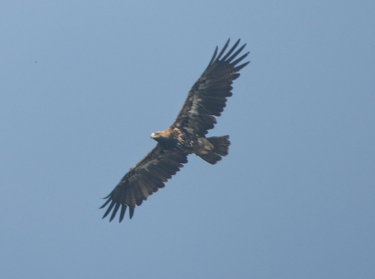 カタシロワシ - ML646338893