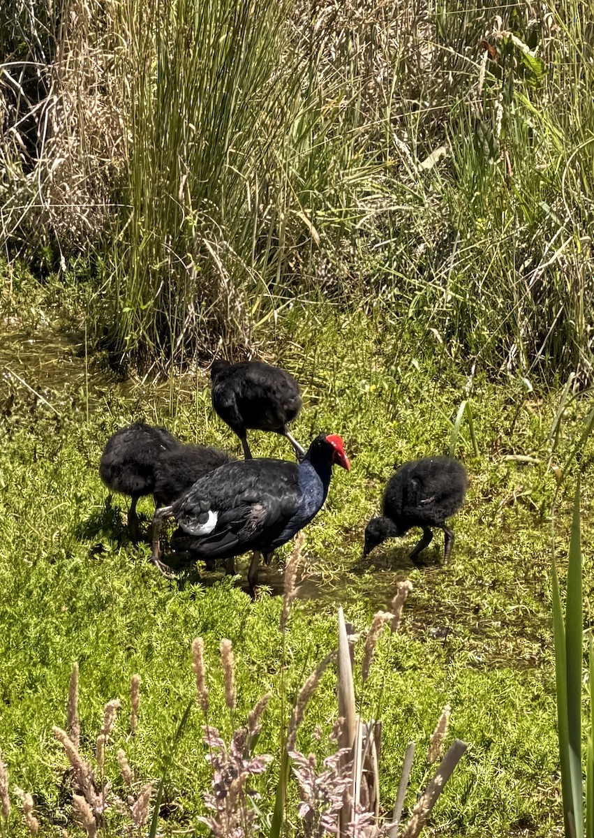 Australasian Swamphen - ML646338894