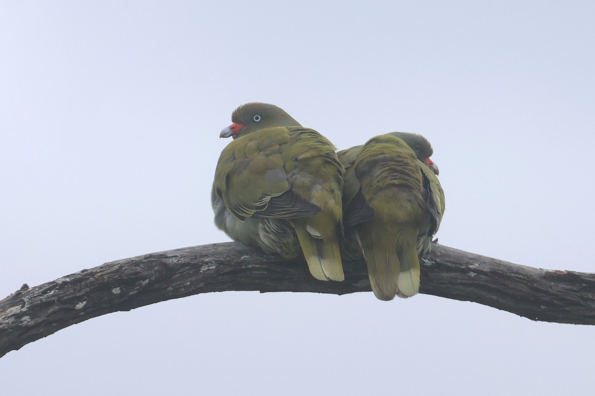 アフリカアオバト - ML646338895