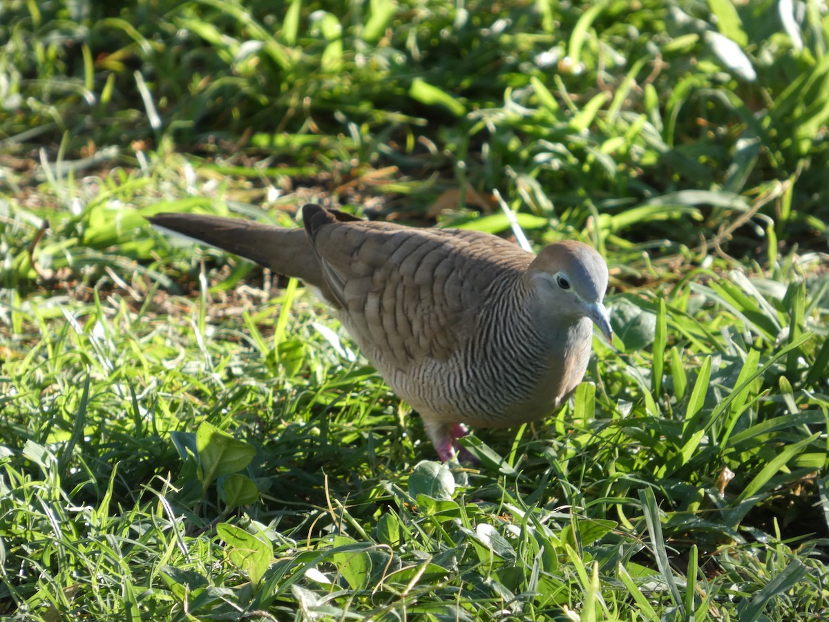 Zebra Dove - ML646338896