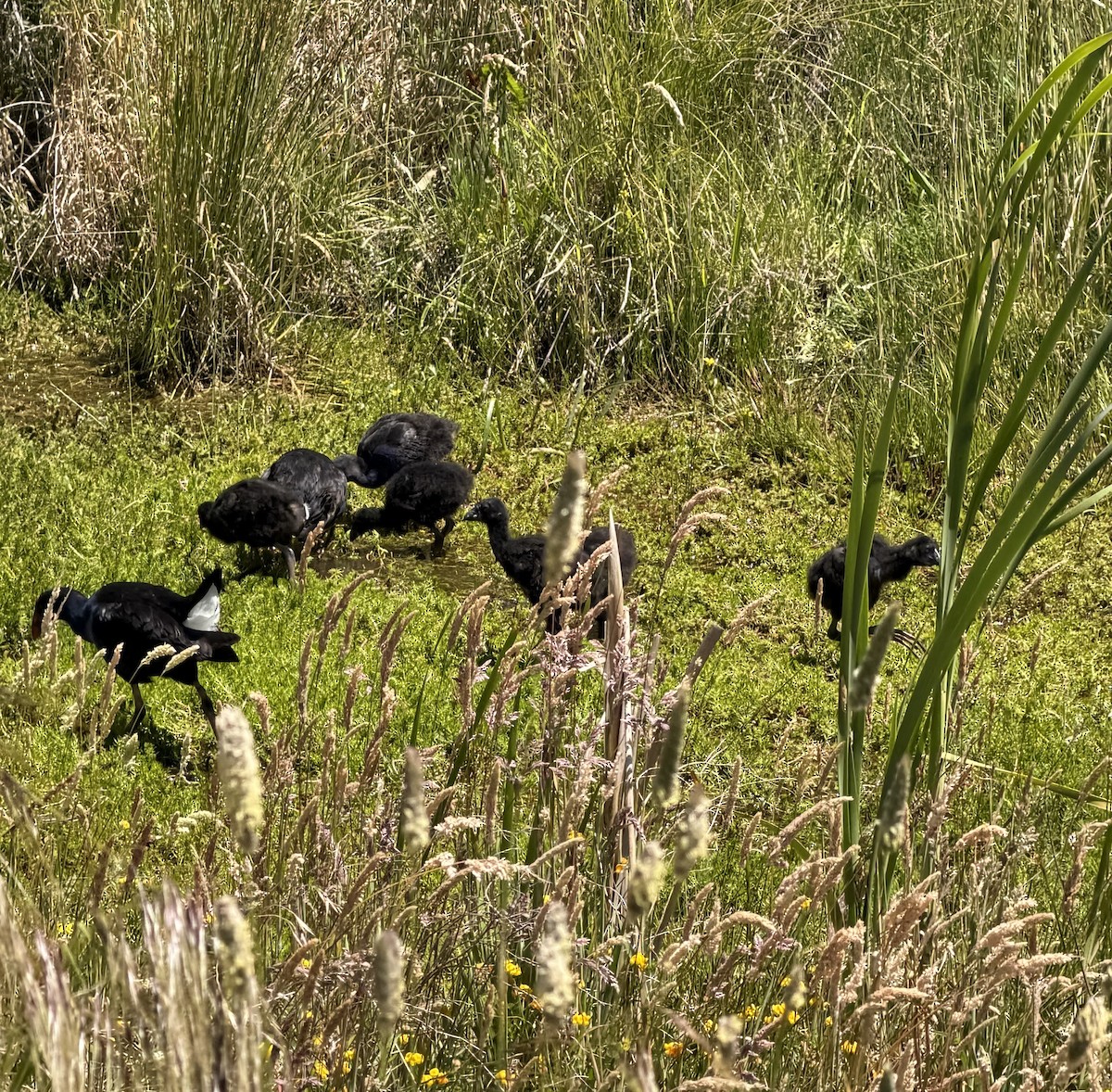Australasian Swamphen - ML646338897