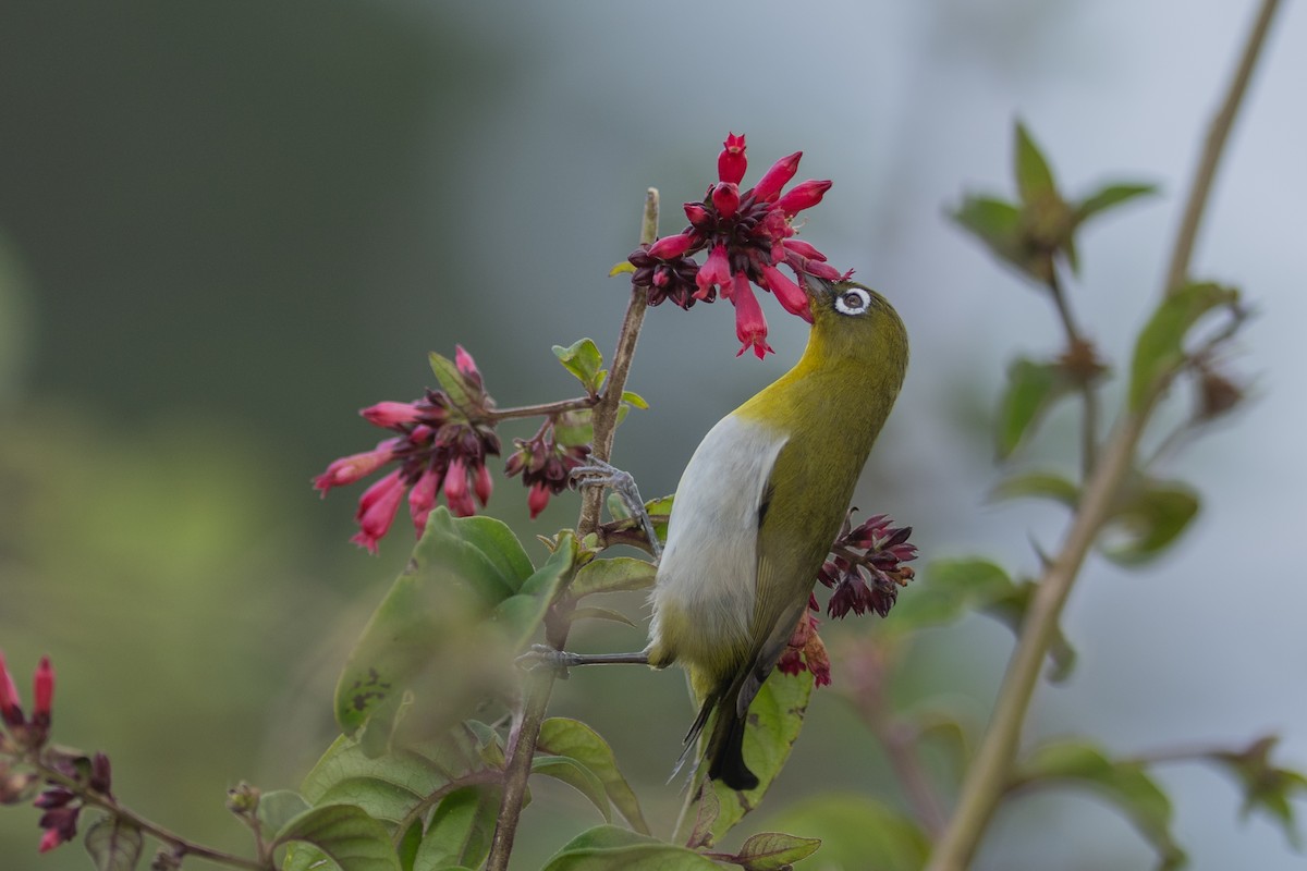 Sri Lanka White-eye - ML646338898