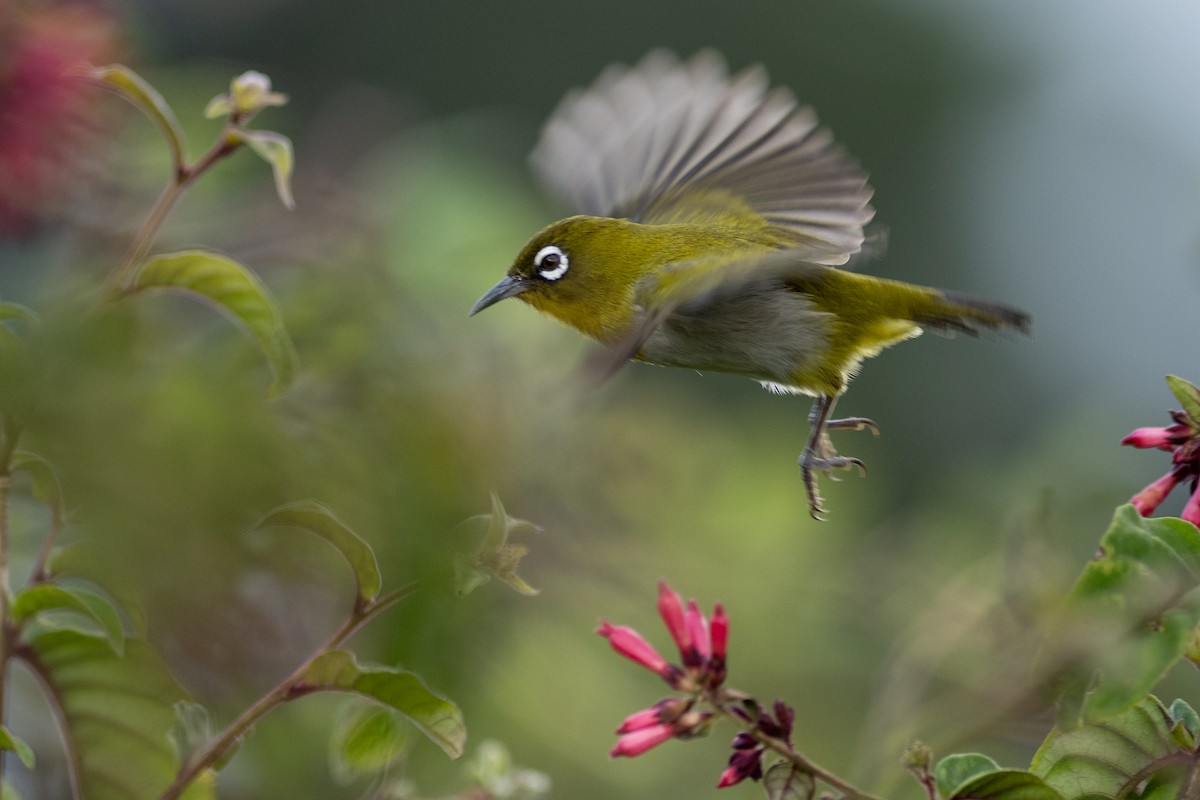 Sri Lanka White-eye - ML646338899