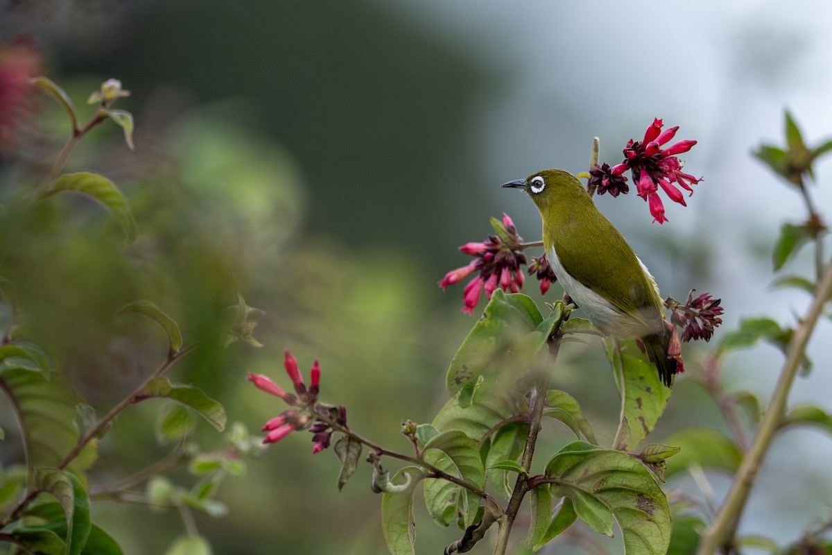 Sri Lanka White-eye - ML646338901