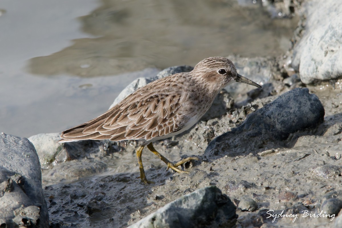Least Sandpiper - ML646338904