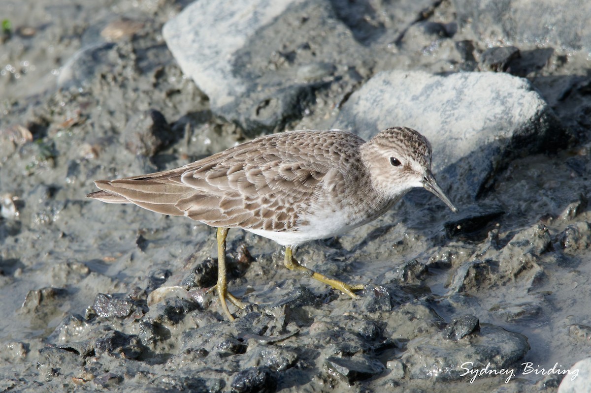 Least Sandpiper - ML646338905