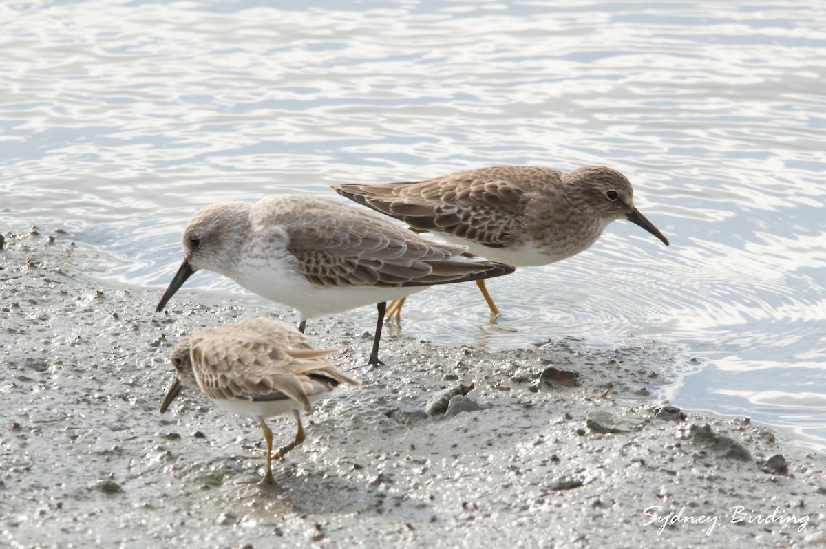 Least Sandpiper - ML646338906
