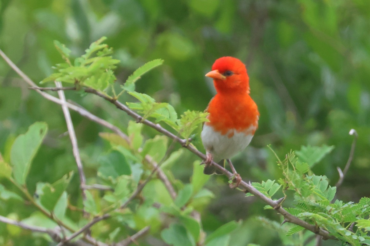 Scharlachweber - ML646338910