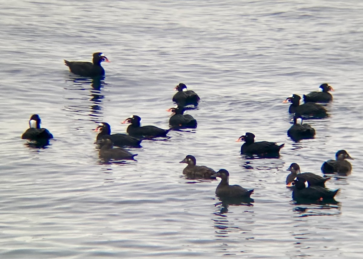 Brillenente - ML646338912