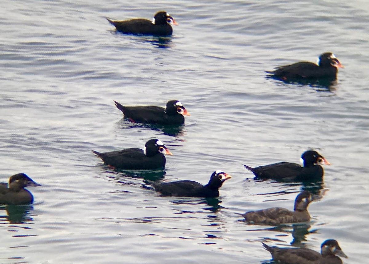 Brillenente - ML646338913